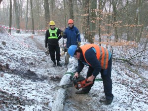 Zerlegen eines gefällten Baumes